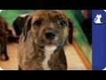 The Litter with Sharon Osbourne - Episode 7