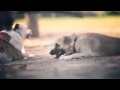 German Shepherd Loves Playtime | The Daily Puppy