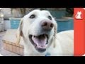 Blind Labrador Retriever Surrendered by Owners - Tails of Survival
