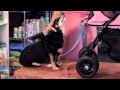 Baby Carriages for Dogs : Dog Care Tips