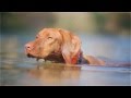 Vizsla Chases Dragonflies in the Water | The Daily Puppy