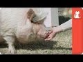 Peggy-Sue the Pot-bellied Pig - Tails of Hope