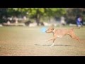 Terrier-Lab Mix Plays Frisbee | The Daily Puppy