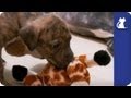 The Litter with Sharon Osbourne - Episode 6