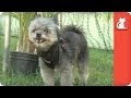 Spunky the blind dog - Tail of Hope