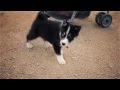 Huskimo Puppy Loves Affection  | The Daily Puppy