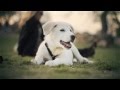 Great Pyrenees-Lab Mix Relaxes at the Park | The Daily Puppy