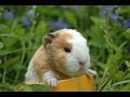 GUINEA PIG - How to sex guinea pigs