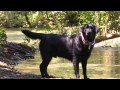 Colors &amp; Types of Labrador Retrievers : Dog Care Tips
