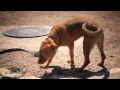 Vizsla Mix Explores the Riverbank | The Daily Puppy