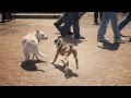 Boxer Plays With Friends | The Daily Puppy