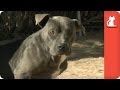 Hunter the Sweet Pitty - Tails of Survival