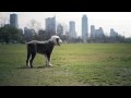 Old English Sheepdogs Explore the Park | The Daily Puppy