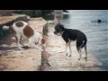 Icelandic Sheepdog With Lots of Energy | The Daily Puppy