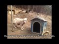 Bomi: A South Korean Dog who was Rescued from Dog-Meat Slaughter