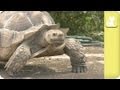 Sulcata Tortoise seeks perfect home environment - Unadoptables