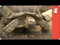 Louie the Aggressive Sulcata - Tails of Hope