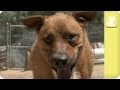 One-Der-Dog looks for perfect home - Unadoptables