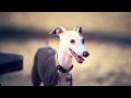 Italian Greyhound With a Curious Personality | The Daily Puppy