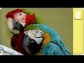 Inseparable and Handicapped Parrots - Unadoptables