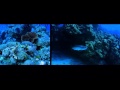 La Prairie - Advanced Marine Biology Collection - Celine Cousteau