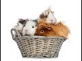 GUINEA PIGS - How to travel with our pet