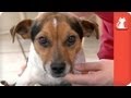 Dog thrown out of car on side of freeway - Tails of Survival