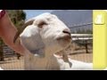 Abused Rodeo Goat Seeks Affection - Unadoptables
