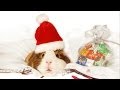 Happy Holidays from Pets Add Life