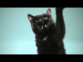 Black Cat | Slow Motion Cats Phantom Camera Series