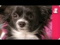 Chihuahua Hates Going on Walks - Pet Sense