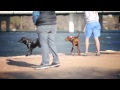 Redbone Coonhound Chases a Kite | The Daily Puppy