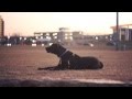 Great Dane-Lab Mix Follows Commands | The Daily Puppy