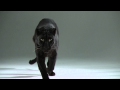 Duality Redux | Slow Motion Cats Phantom Camera Series