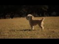Morkie Gallops With a Frisbee | The Daily Puppy