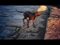 Irish Setter Wants to Play Fetch | The Daily Puppy