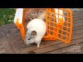 CHINCHILLAS - How to travel with our chinchilla