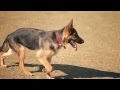 German Shepherd Runs Like a Champ | The Daily Puppy