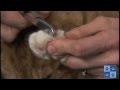 How to Trim Your Cat&#039;s Nails