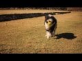 Sheepadoodle Fetches and Wrestles | The Daily Puppy