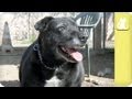 Unattractive black dog never had home - Unadoptables