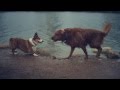 Corgi Dives Off the Pier | The Daily Puppy