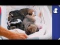 The Litter with Sharon Osbourne - Episode 1