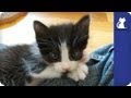 Kittens wrestle on people - The Litter Episode 9 with Khloe Kardashian Odom