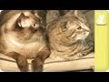 Inseparable, large cats must go together - Unadoptables