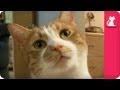 Family friendly cat pees in the house - Pet Sense