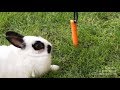 RABBITS - The fat rabbit. How to lose weight