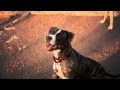 Coonhound Mix Loves a Game of Fetch the Ball | The Daily Puppy