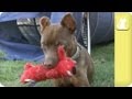 Disfigured German Pinscher searches for home - Unadoptables