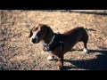 Miniature Dachshund Barks for the Camera | The Daily Puppy